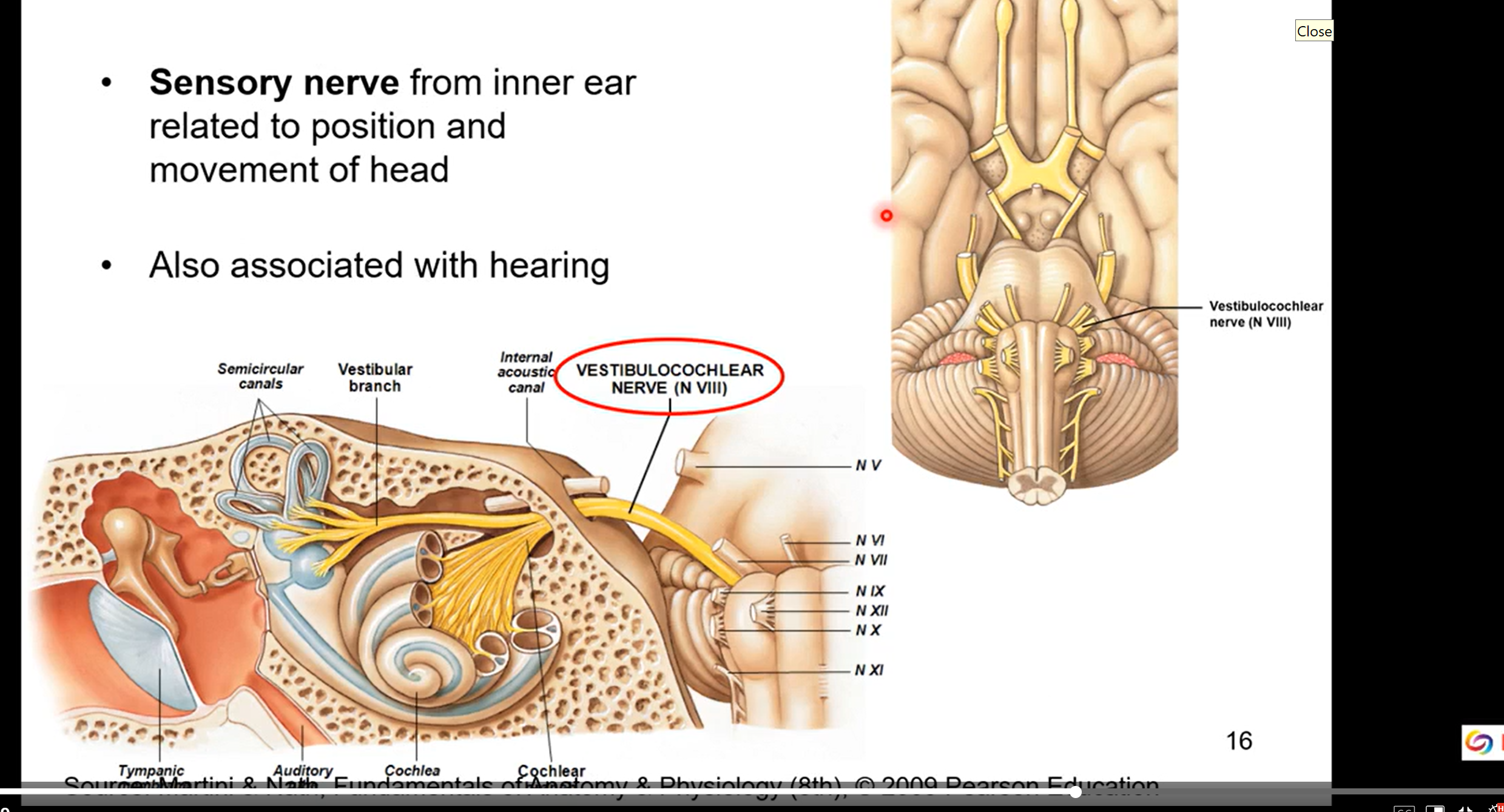 <ul><li><p>sensory nerve form inner ear related to position and movement of head</p></li><li><p>also associated with hearing</p></li><li><p>balance</p></li></ul><p></p>