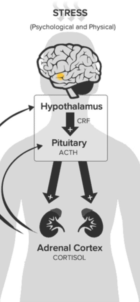 <ul><li><p>Sytem that releases hormones into the bloodstream</p></li></ul><p></p><ul><li><p>Neural activates causes the hypothalamus to secrete a releasing factor</p></li><li><p>The pituitary gland will receive that releasing factor to release the hormone specific to that factor</p></li><li><p>Hormone travelled to the bloodstream to target sites in the body</p></li></ul><p></p><ul><li><p>Due to a disorder, it will lead to the lack and excretion of hormone, which may improve certain aspects of life, but overall will affect the individual’s health</p></li></ul><p></p>