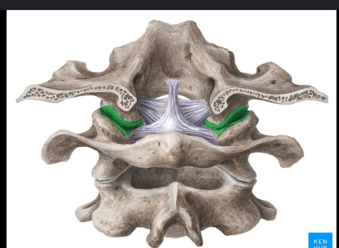 <p>Identify this structure and anatomical significance</p>