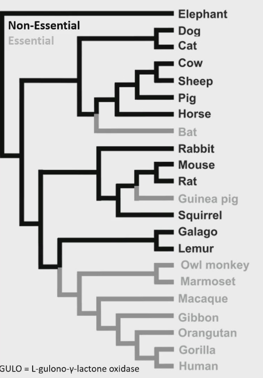 <ul><li><p>Squirrels make their own vitamin C, humans cannot</p></li><li><p>So for humans vitamin C is an essential nutrients but not for squirrels</p></li><li><p>Dark black: animals can make their own vitamin C</p></li><li><p>Light black : animal cannot make vitamin C on their own</p></li></ul><p></p>
