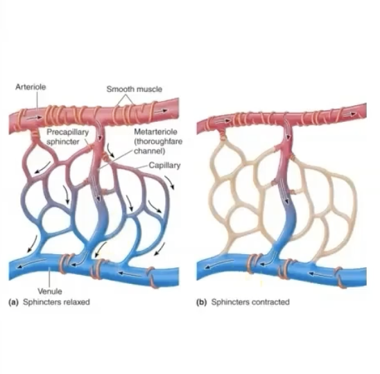 <p><strong>a channel that runs between arterioles and venules</strong></p><ul><li><p><strong>surrounded by smooth muscle</strong></p></li></ul><p></p>