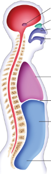<p>what is the green area called?</p>