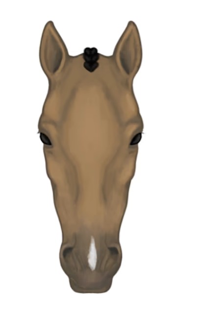 <p><span style="background-color: transparent;">A white mark on the nose between the nostrils</span></p>
