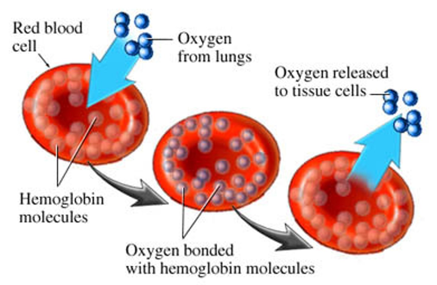 <p>- each RBC contains hundreds of millions of Hb molecules that are transporting O2</p><p>- O2 binds to Heme on the HB molecule</p>