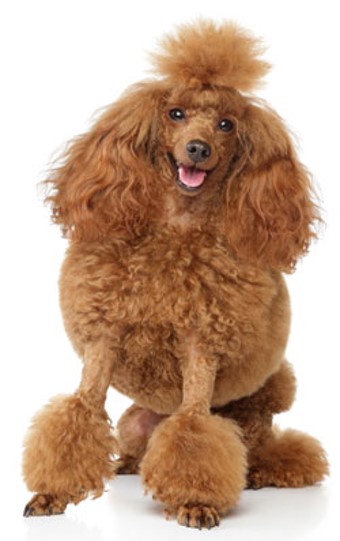 <p>Miniature Poodle</p>