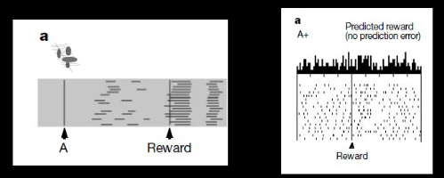 <p><strong>Waelti et al 2001</strong> - Dopamine responses comply with basic assumptions of formal learning theory. explain graph</p>
