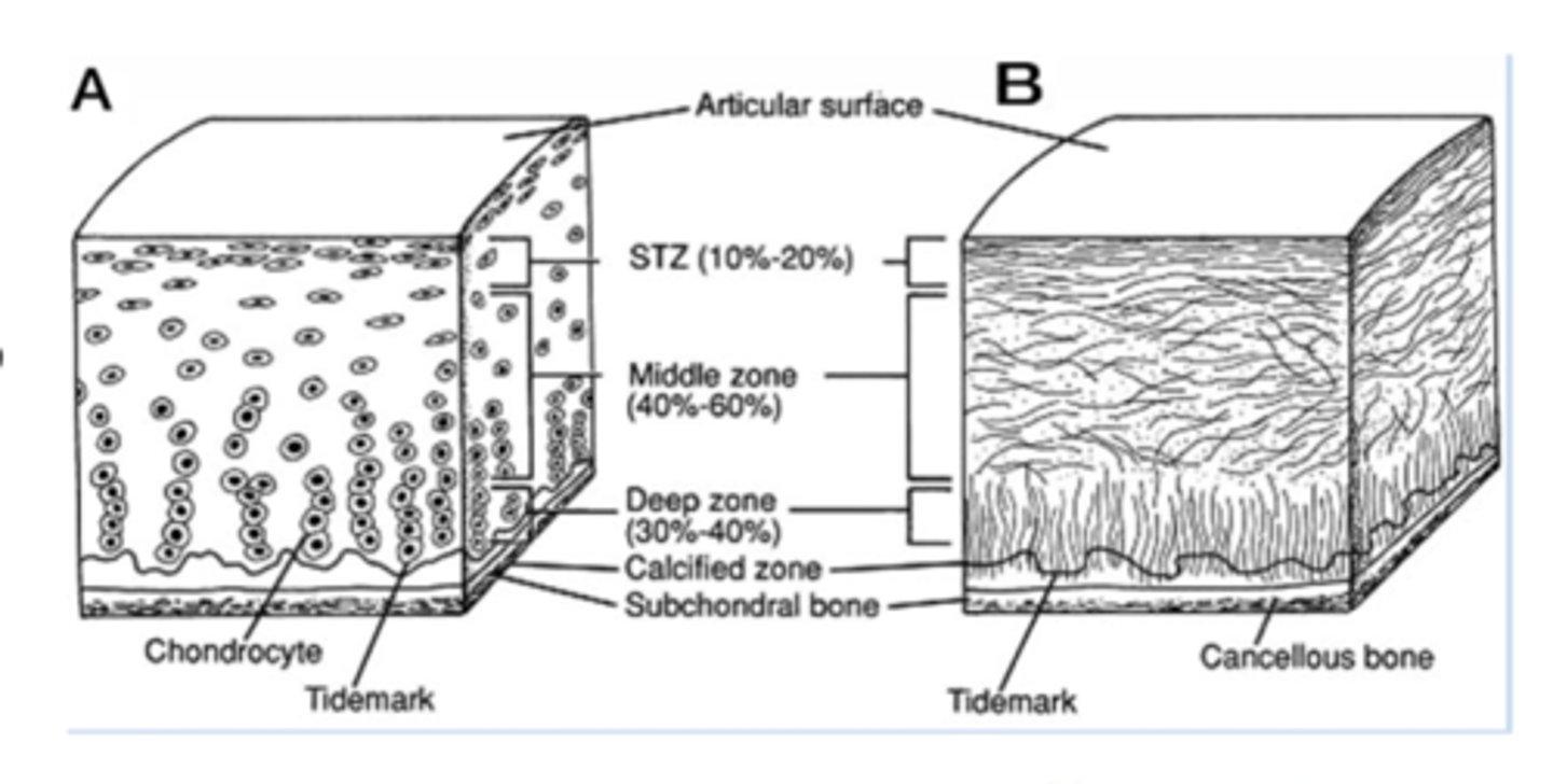 <p>To protect deeper layers and bone</p>