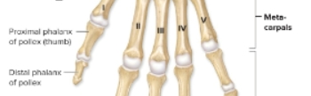 <p>Metacarpals</p>