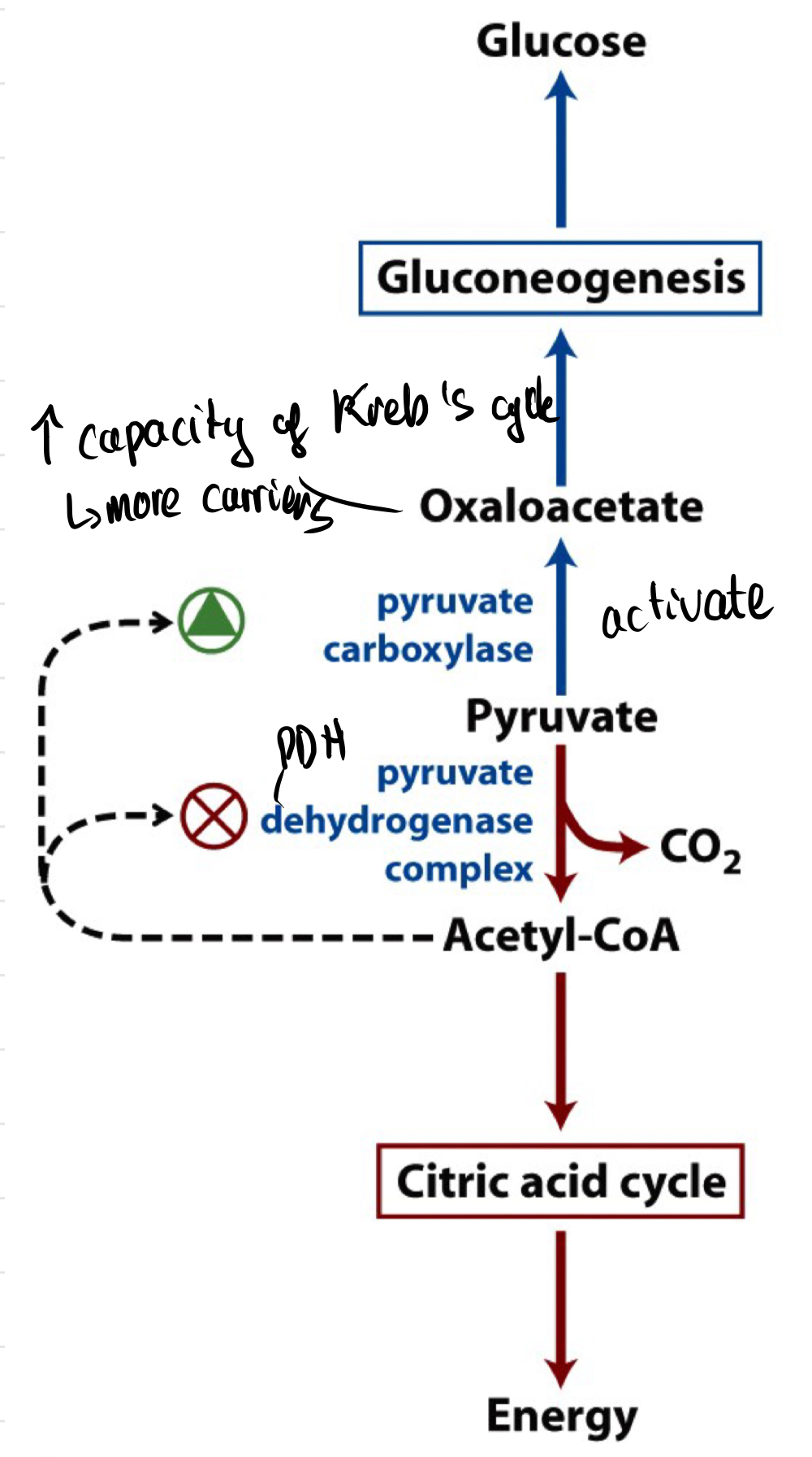 <ul><li><p>During starvation</p><ul><li><p>↑ Glucagon → ↑ [cAMP)</p></li><li><p>↓ [F2,6]</p><ul><li><p>NO stimulus for PFK → NO glycolysis</p></li><li><p>NO inhibition of F1,6BPase → Gluconeogenesis</p></li></ul></li></ul></li><li><p><strong>F6O → F16BP</strong> stimulated by allosteric effector <u><strong>F26BP</strong></u></p><ul><li><p>F26BP made by PFK-2</p></li><li><p>F26BP inhibits F16BPase and stimulates PFK</p></li><li><p>When F26BP is <mark data-color="red"><strong>high</strong></mark> → <mark data-color="red"><strong>Glycolysis</strong></mark> is favoured</p></li></ul></li><li><p>Phosphorylation of PFK-2 converts it into <u><strong>F26BPase</strong></u></p><ul><li><p>↓ [F26BP]</p></li><li><p>PFK is inhibited</p></li><li><p>↑ F16BPase activity</p></li><li><p>When F26BP is <mark data-color="yellow"><strong>low</strong></mark> → <mark data-color="yellow"><strong>Gluconeogenesis</strong></mark> is favoured</p></li></ul></li><li><p>Phosphorylation is catalysed by cAMP-dependant protein kinase (or PKA)</p><ul><li><p>cAMP stimulates PKA</p></li><li><p>cAMP are high when glucagon bound to receptors on liver cell</p></li></ul></li><li><p>F16BPase is more active when [glucagon] high</p><ul><li><p>As in starvation</p></li></ul></li></ul>