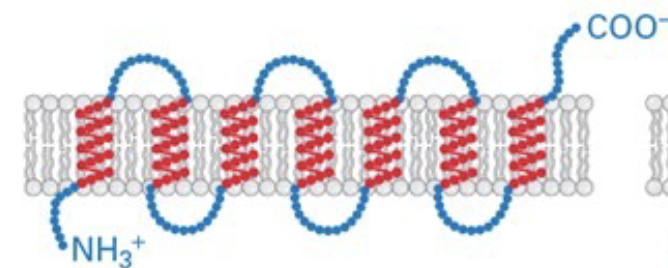<p>multiple anchoring regions in the membrane; weaving/ in out with N and C terminus on opposite sides of the membrane</p>