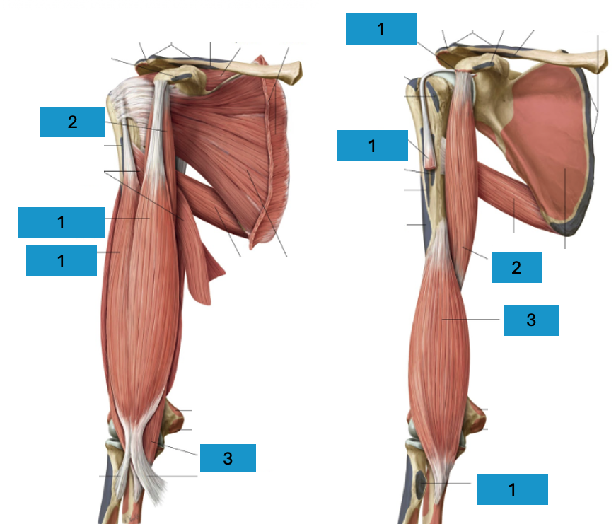 <p>Ventrale bovenarmspieren</p>