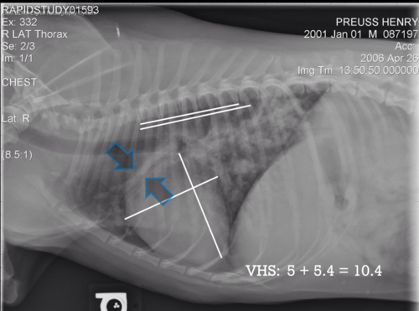 <p>A canine presents with the following Rad? What do you suspect?</p>