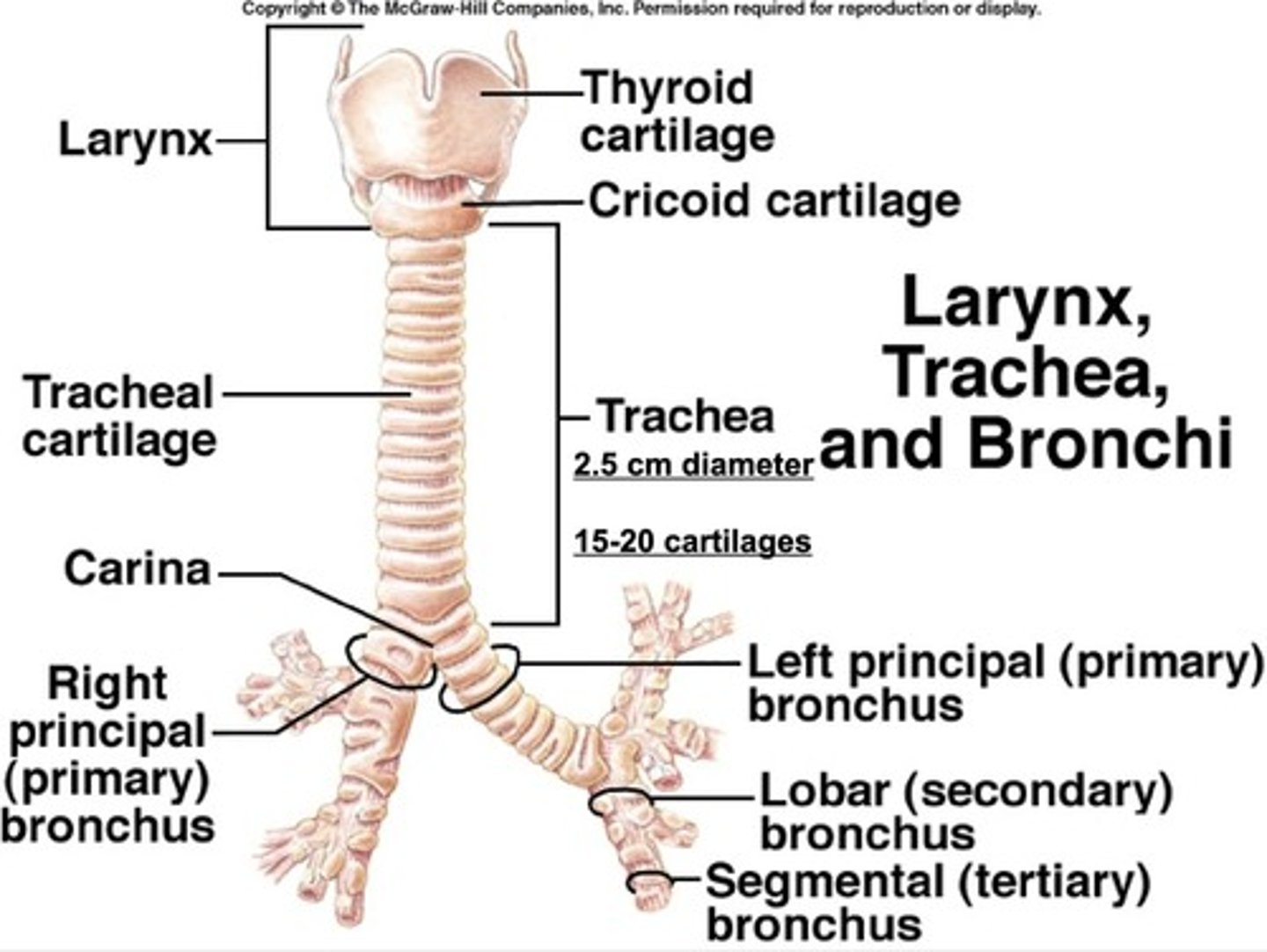 <p>The trachea is lined with ciliated epithelial cells and mucus-producing goblet cells that trap dust, microbes, and debris.</p>