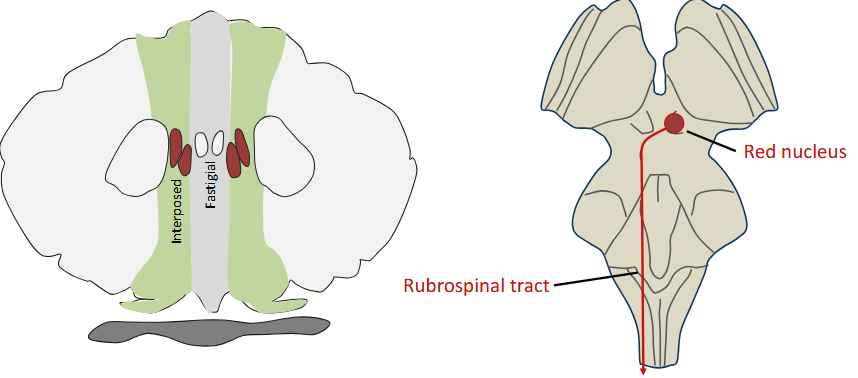<p>The Intermediate hemispheres project through the interposed nuclei to primary motor cortex (via the ventral lateral thalamic nucleus) and to the red nucleus, which sends descending projections involved in control of limb movements.</p>