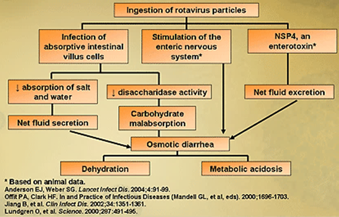 <ol><li><p>Infection and damage of absorptive intestinal cells</p></li><li><p>Stimulation of the enteric nervous system</p></li><li><p>Production of viral enterotoxin NSP4</p></li></ol><p></p>