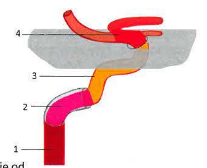 <p><strong>Internal carotid artery</strong></p>
