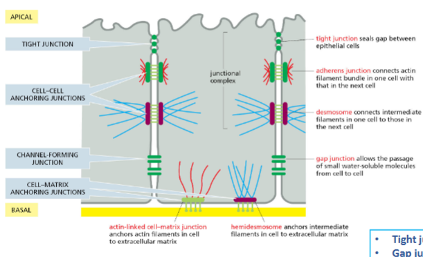 <p>as you get closer to basal, gaps get less dense </p><p>• Tight junction: ~0</p><p>• Gap junction: 2‐4 nm</p><p>• Adhesive junctions: 20‐35 nm</p>