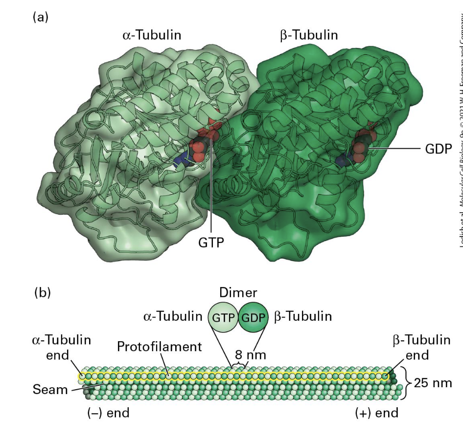 <p><span style="font-size: calc(var(--scale-factor)*36.05px)">alpha and beta tubulin form dimers</span><br><span style="font-size: calc(var(--scale-factor)*36.05px)">Dimer = basic unit of microtubules</span><br><span style="font-size: calc(var(--scale-factor)*36.05px)">Similar yet distinct structures, binding GTP</span><br><span style="font-size: calc(var(--scale-factor)*36.05px)">One polarized filament = protofilament</span><br><span style="font-size: calc(var(--scale-factor)*36.05px)">13 protofilaments = microtubule</span></p><p>Filaments come in;</p><p>Singlet (13 units - found in cyotplasm)</p><p>Doublet (13 + 10 units - found in cilia + flagella)</p><p>Triplet (13+10+10 units -found in primary cilia (basal body) + centrioles).</p><p></p><p><span style="font-size: calc(var(--scale-factor)*36.05px)">Microtubules are long and extended but can form branch structures. </span></p>