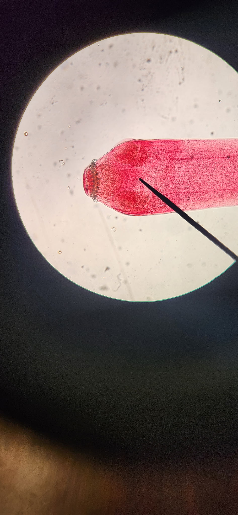 <p>What species is this and what part is showing?</p>