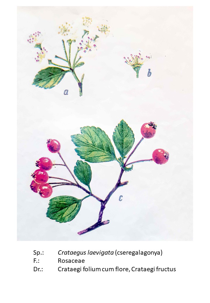 <p>egybibés galagonya, cseregalagonya</p>