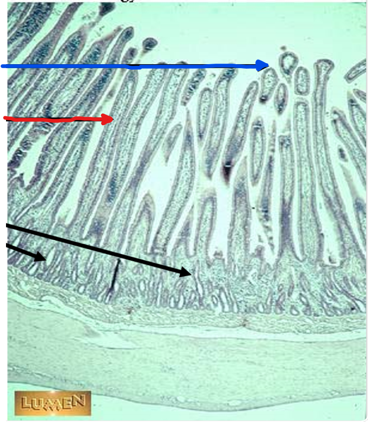 <p>the red arrow</p>