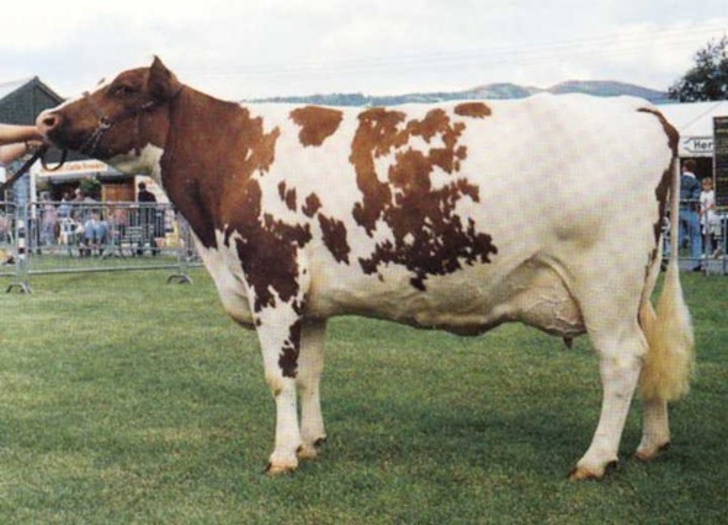 <p>Scotland<br><br>red and white, medium sized<br> <br>known for conformation<br><br>straight lines and well balanced udders</p>