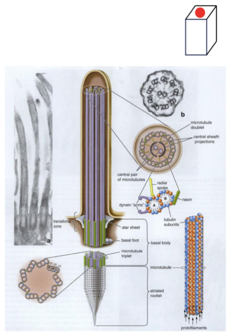 <p>Axonema: longitudinelle mikrotubuli arrangeret i dobbelttubulus (A-tubulus med dynein + B-tubulus, placeret 9+2 mønster)</p><p>Basallegeme (basal body): ved basis af hvert cilium</p>