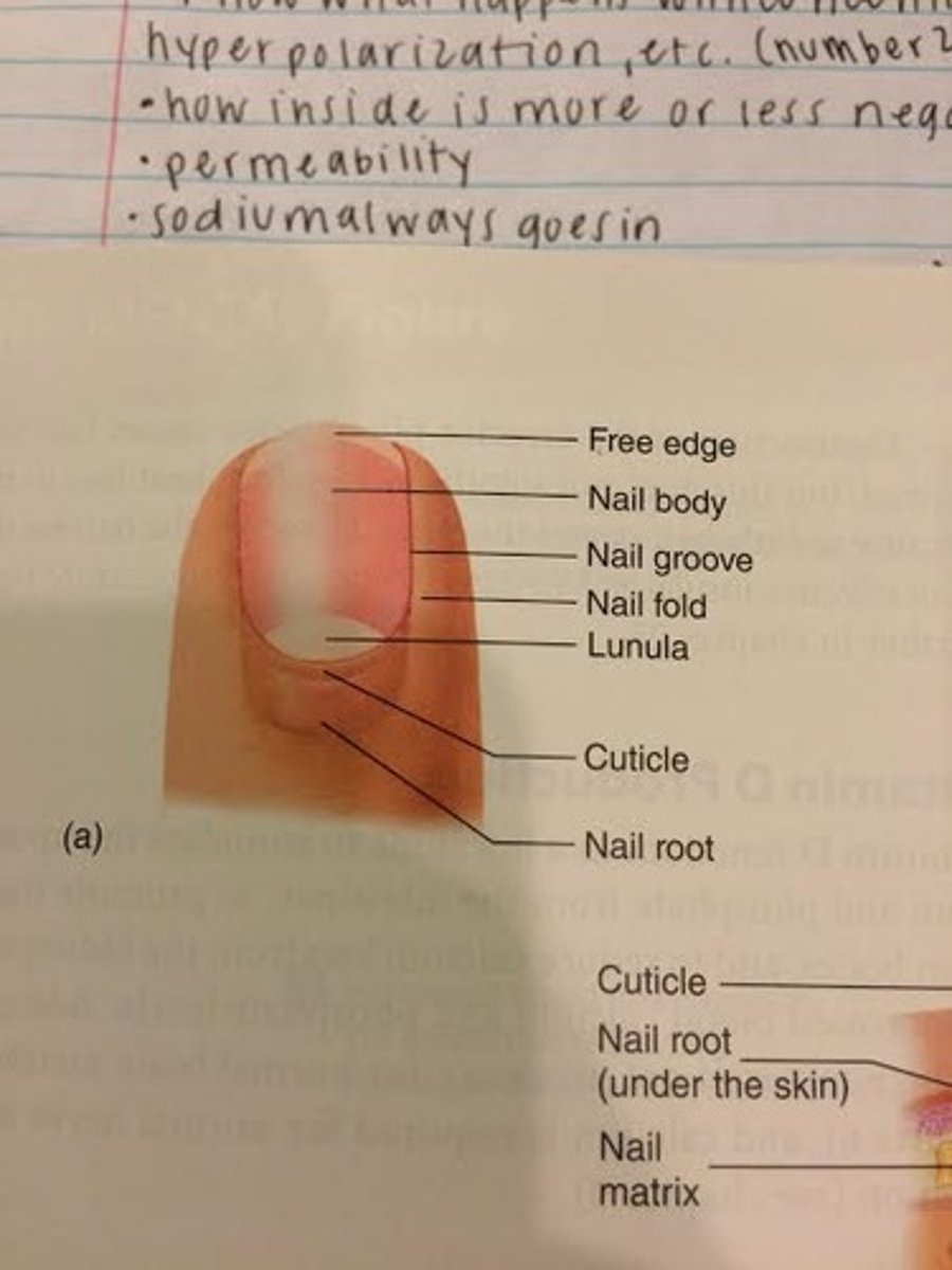 <p>nail fold</p><p>-skin near bottom towards lunula</p>