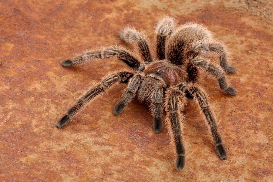 <p>Which subphylum and class does this organism belong to?</p>