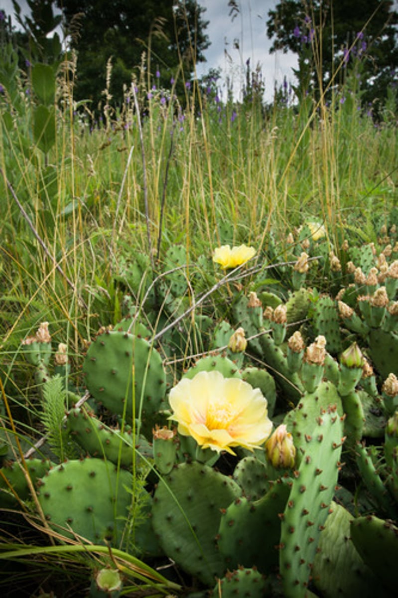 <p>-only cactus on list</p><p>-can be invaise</p><ul><li><p>red fruit, yellow blossoms</p></li></ul><p></p>