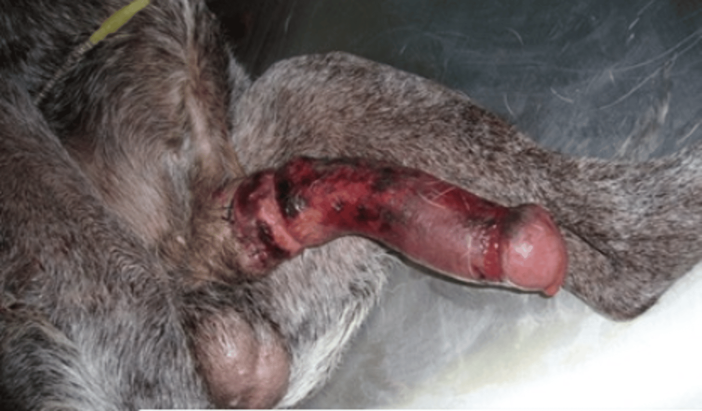 <p>this dog has a permanent erection- what is this condition called?</p>