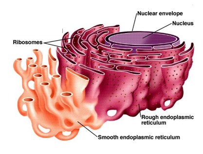 <ul><li><p>apart of ER</p></li><li><p>ribosomes attached to outside</p></li><li><p>series of canals that carry material throughout the cell</p></li><li><p>involved in protein synthesis and transportation of molecules</p></li><li><p>protein → hydrophullic </p></li></ul><p></p>