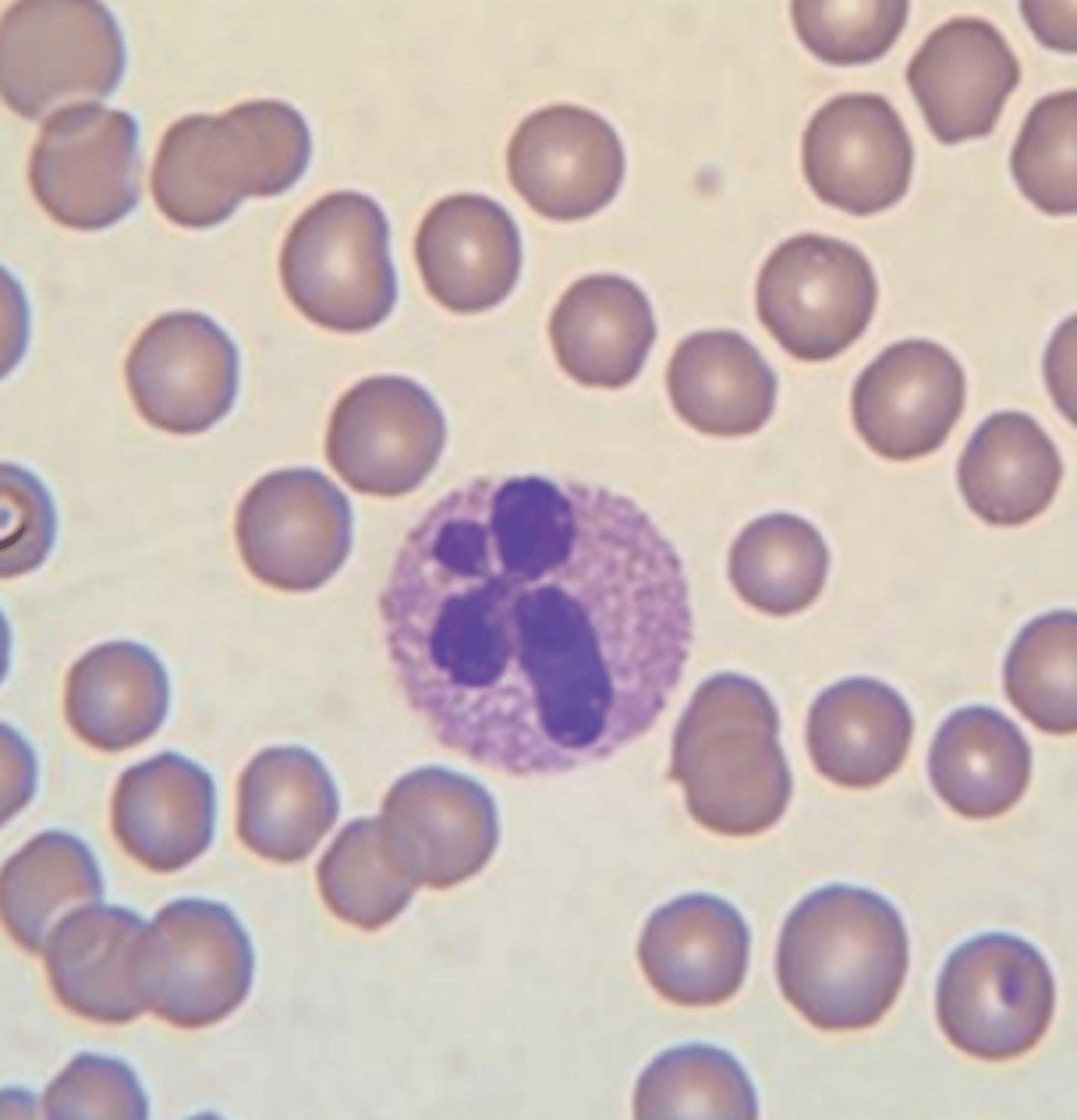 <p>what type of leukocyte, and in what species?</p>