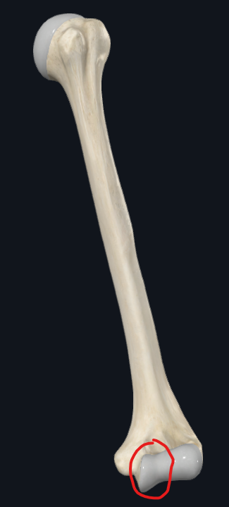 <p>What is this part of the humerus called</p>