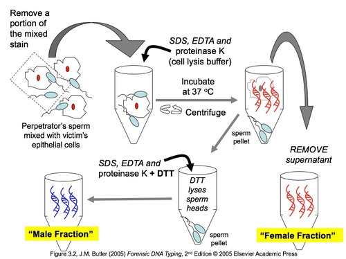 A process by which an analyst can separately isolate male and female DNA from a mixture of female epithelial cells and male sperm cells, such as might be found in sexual assault evidence.