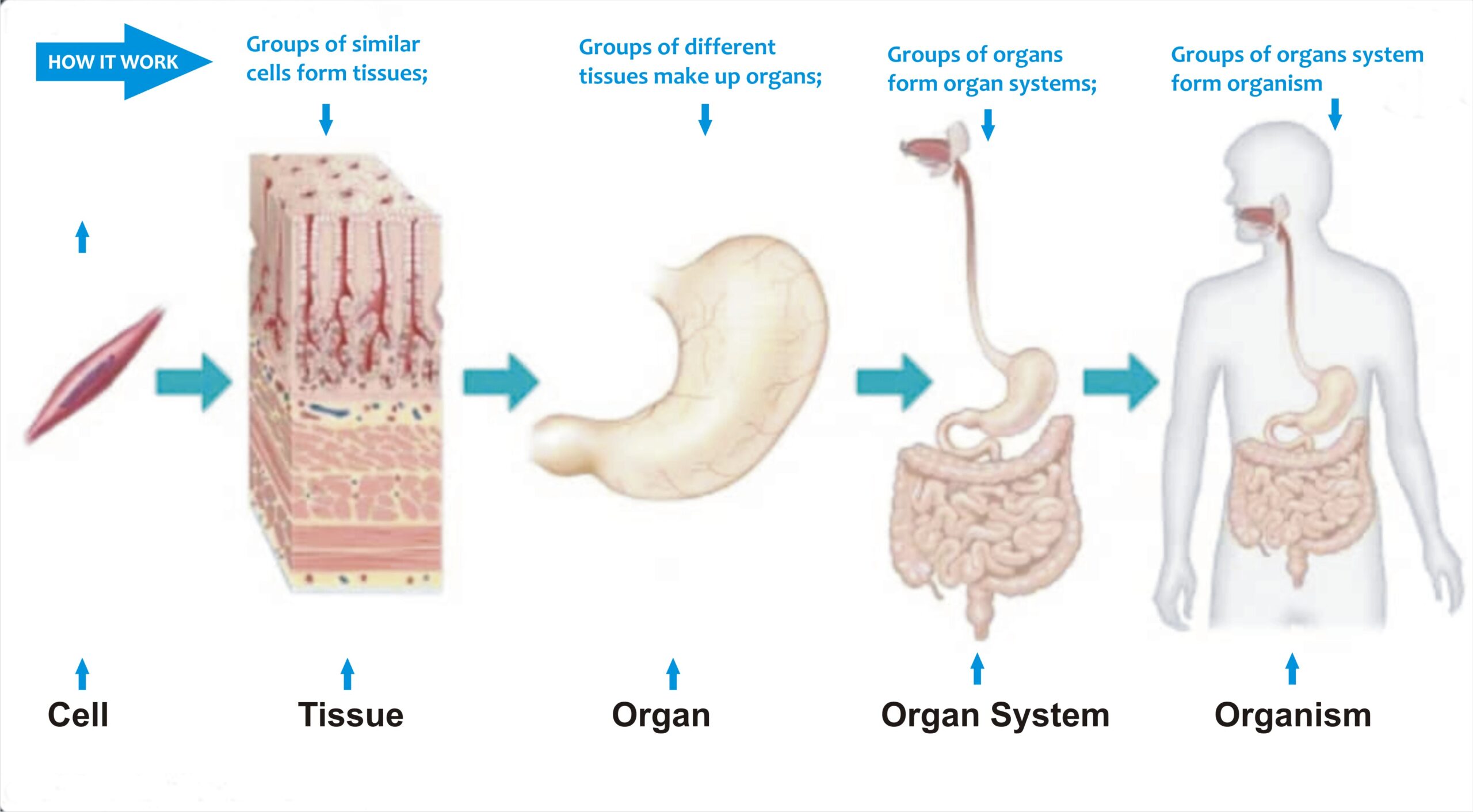<p>cells → tissues → organs → organ systems → organism</p>
