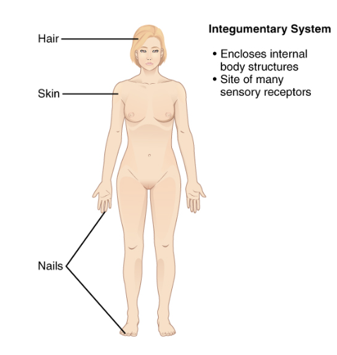 <p>Skin and associated structures; protects, regulates temperature, and serves sensory roles.</p>