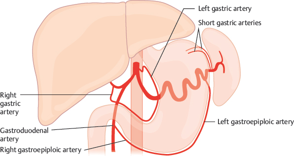 <p>arises from the celiac trunk and runs along the superior portion of the lesser curvature of the stomach</p>