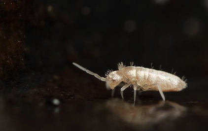 <p>springtails</p><ul><li><p>3 tagmata</p></li><li><p>3 pairs of legs</p></li><li><p>furcula, tenaculum, collophore</p></li><li><p>encapsulated mouthparts</p></li></ul><p></p>