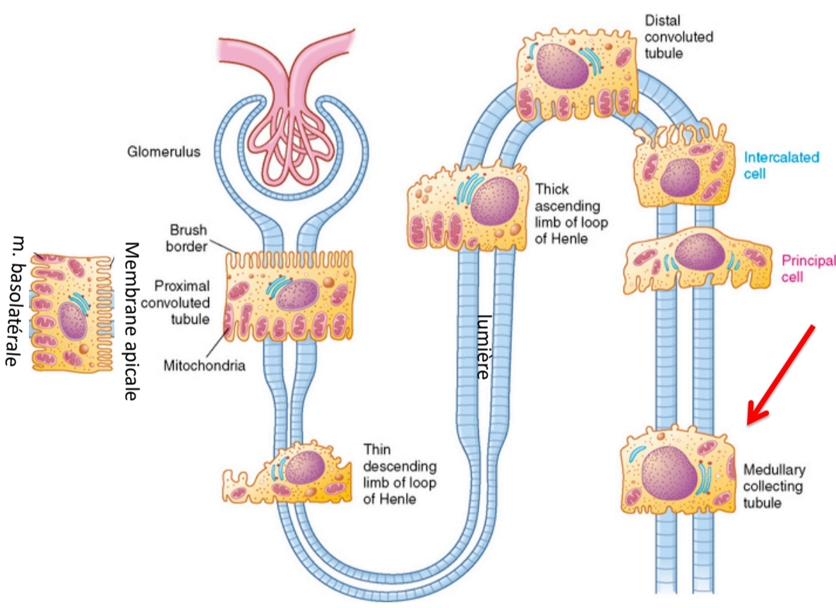 <p>rein ≠ partie</p>