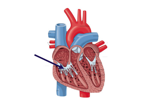 <p>made up of three cusps and lies between right atria and ventricle</p>