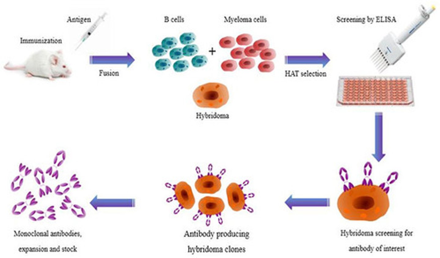 <p>commercially available pure antibody preparations specific for a single antigenic determinant produced by the descendants of a single cell.</p><p>(proteins made in a lab that bind to one antigen only)</p>