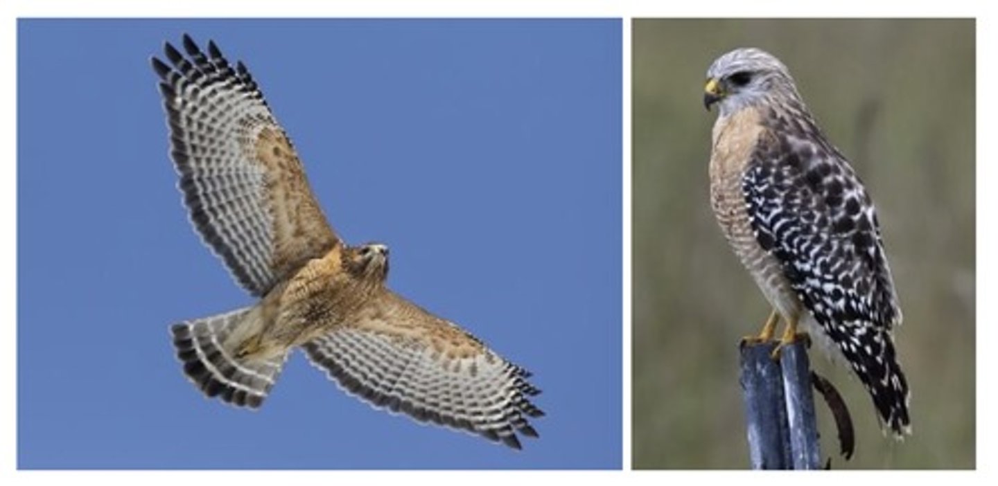 <p>Smaller, rusty colored belly, banded tail</p>