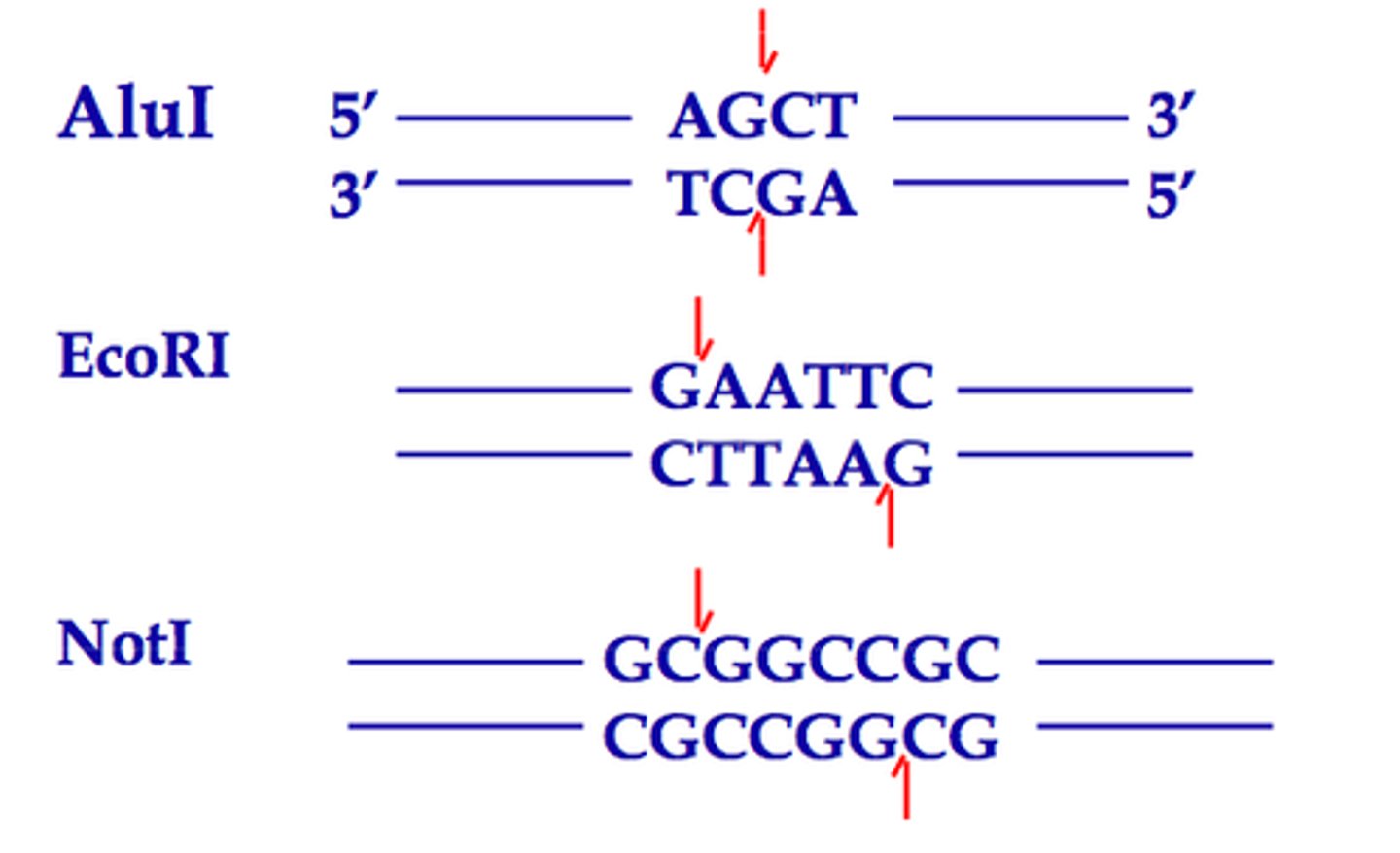 <p>Specific site where a restriction enzyme cuts the DNA</p>