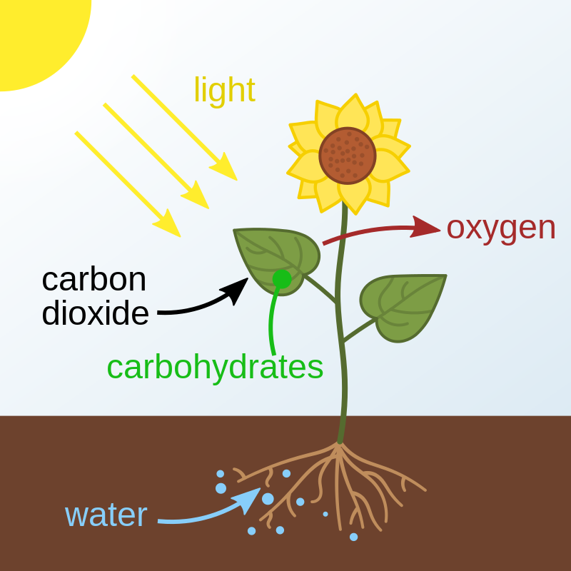 the process by which plants create their own nutrients through sunlight, CO2 + Water = Oxygen + Glucose