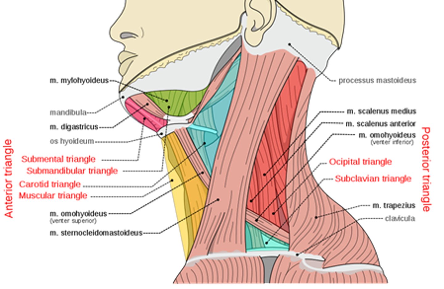 <p>- Submental</p><p>- Submandibular</p><p>- Carotid</p><p>- Muscular</p><p>- Posterior</p>