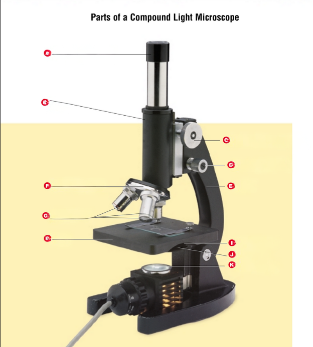 <p>Starting from the top name each part of the microscope.</p>