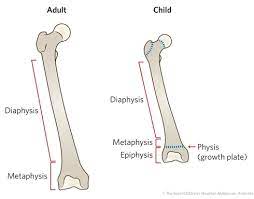 <p>The shaft of the strong central bone </p>