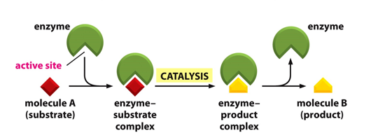 <ul><li><p>Enzymes are catalysts, therefore enzyme concentration is usually far greater than substrate concentration</p></li><li><p>The reaction goes through an enzyme/substrate complex</p></li></ul><p></p>