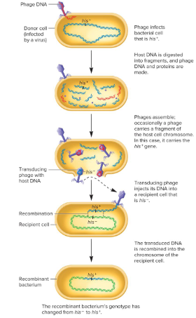 <p>The transfer of genetic material from one bacterium to another that occurs via bacteriophages. This enhances genetic diversity in bacteria.</p><p>When a bacteriophage infects a donor cell, it incorporates a fragment of bacterial chromosomal DNA into a newly made phage particle. This phage then transfers this fragment of DNA to a recipient cell, which incorporates the DNA into its chromosome by recombination.</p><p>Ex) Donor cell is his+. This gene is on a chromosome fragment that is packaged into a phage particle when the phage infects it and digests the host DNA. The phage DNA with the his+ gene infects a recipient cell, which becomes a recombinant bacterium that is his+.</p>
